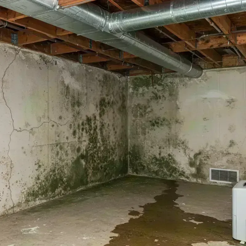 Professional Mold Removal in Washougal, WA